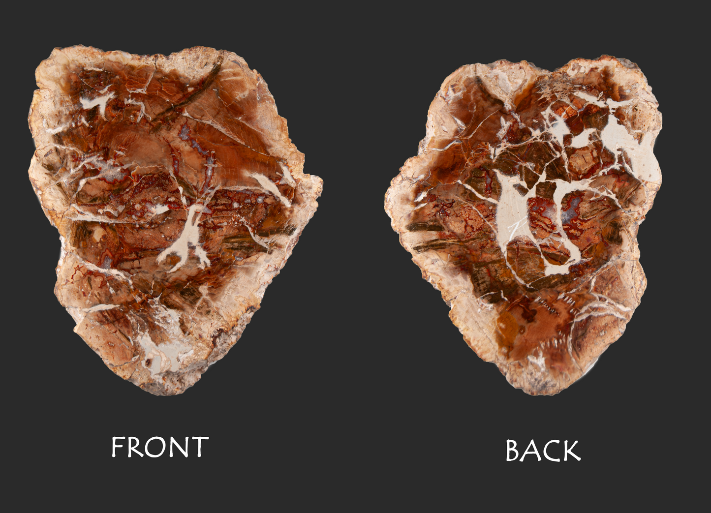 Abnormally Large Petrified Wood Pendant – Handmade Earth Energy Necklace